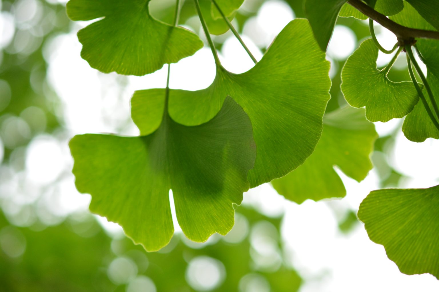 イチョウの生命力 日本イチョウファーム